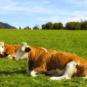 Fida pascolo - Prorogato in Regione Campania.